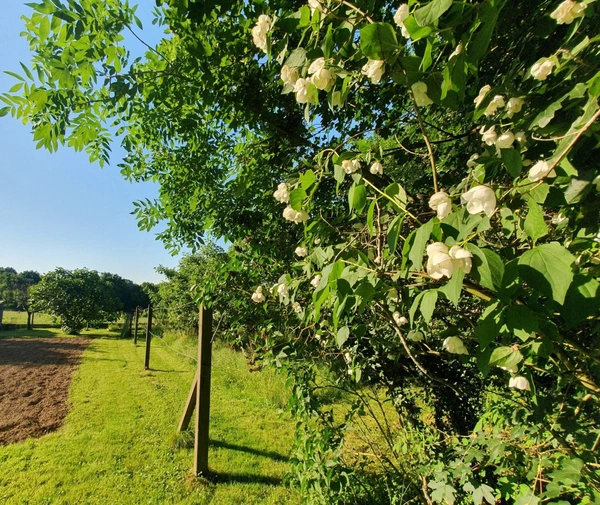 TEILLE (44) - NANTES à 35min - Ancenis à 15 min -  Maison 9 pièces - 6 chambres - grand jardin naturel, arboré et fleuri