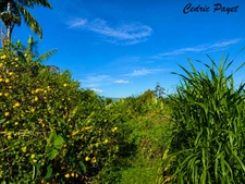 Terrain à vendre  LA RIVIERE (97421 )