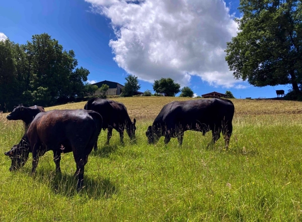 À découvrir – Propriété agricole de 17,4 ha à vendre Saint-Nauphary (82)