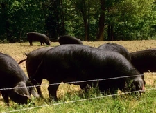 À découvrir – Propriété agricole de 17,4 ha à vendre Saint-Nauphary (82)