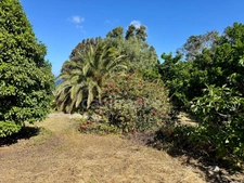 Building plot with sea view for sale in CORBARA (20)