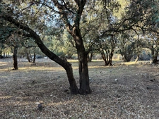 Terrain 3250 m2 avec batiment de 200m2 habitables à vendre, proche de L'ILE ROUSSE (20)