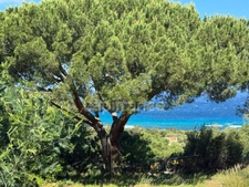 Building plot with sea view for sale in CORBARA (20)