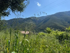 Land for sale in OCCHIATANA (20)