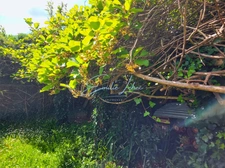 Riec sur Belon - Maison bourgeoise, 4 niveaux, centre bourg, jardin clos avec puits, près de 250m2! Unique!! 