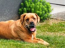 Saint-Aignan (Guerlédan) - Grande maison familiale ossature bois, vie plain-pied, jardin 2400m2, campagne au calme! Rare!!