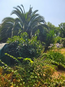 ILE DE GROIX - Domaine 9600m2, 2 habitations. Maison de154m2 sortie d'un livre d'aventure!