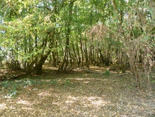 FERME A FINIR DE RESTAURER - 1 HECTARE - BOIS - CALME - GROS POTENTIEL.