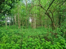 ETANG  à Craon