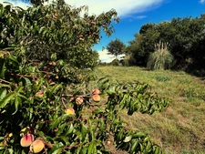 Terrain de loisirs avec un grand verger et un étang