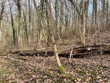 Dpt Moselle (57), à vendre MALROY terrain 