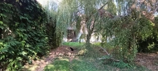🌿 VITRY-EN-ARTOIS – ANCIENNE FERMETTE À RÉNOVER – BEAU POTENTIEL