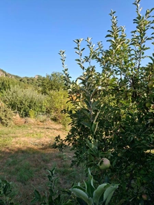 🌿 SAINT-NAZAIRE-EN-ROYANS – Terrain arboré de 606 m² avec projet tiny house