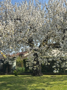 Maison de plain-pied avec jardin arboré à Saint-Cybard, Angoulême