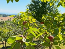 House for sale in Marciac (32) - 175 m2 of living space - 4392 m2 plot - Pyrenees view