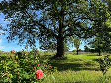 Dpt Gers (32), for sale near NOGARO P8 house of 180 m² - Land of 5498.00 m² - Single storey