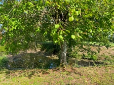 House for sale 5 rooms MARGOUET MEYMES (32) - 106m2 of living space - 11999 m2