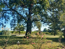 Dpt Gers (32), for sale near NOGARO P8 house of 180 m² - Land of 5498.00 m² - Single storey