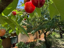 House for sale, 6 rooms, MANCIET (32)