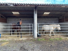 Propriété équestre avec gîte & 14 hectares – Javerdat (Haute-Vienne)