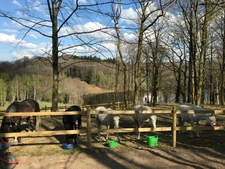 Propriété d’exception de 28 ha avec étang, gîtes et installation equestre privée à CEYROUX (23) 766500€ FAI