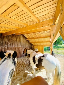✨ Maison d'exception 200m2+ gites 130 m2, installation equestre sur 5ha3 aux portes de Confolens (16) 695000€