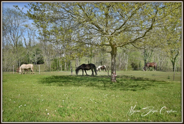 Dpt Landes (40), à vendre CAPBRETON Propriété de charme au calme.