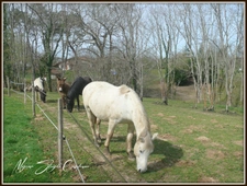 Dpt Landes (40), for sale CAPBRETON Charming property in a quiet area.