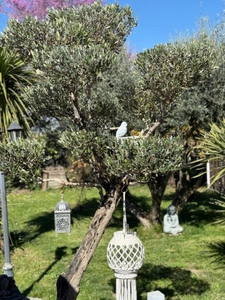 Maison à vendre 4 pièces TARBES (65) - Jardin arboré - piscine