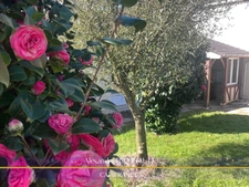 Maison plein pied à JAVENE (35)
