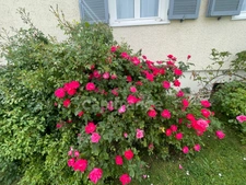 MAISON INDEPENDANDE -  JARDIN 800 m²