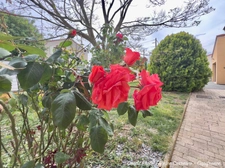 MARINGUES (63) Maison P7, 144 m², Piscine, terrasse bioclimatique, Garage + Carport, jardin 