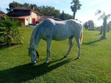 🌿 DOMAINE D’EXCEPTION AVEC GÎTESET ESPACE ÉQUESTRE À PANJAS (GERS) 🐴