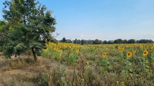 Terrain à vendre de 3 620,00 m² LE HOUGA (32)