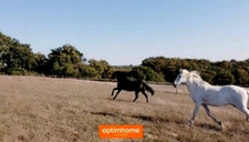 🌿 DOMAINE D’EXCEPTION AVEC GÎTESET ESPACE ÉQUESTRE À PANJAS (GERS) 🐴