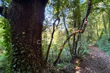 Terrain en zone naturelle et forestière boisé et fleuri de 4 880,00 m² proche de QUIMPER (29)