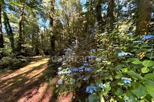 Terrain en zone naturelle et forestière boisé et fleuri de 4 880,00 m² proche de QUIMPER (29)