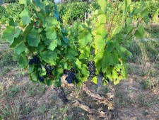 Parcelles de vigne AOC Julienas
