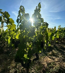 A vendre vignes AOC Moulin à Vent