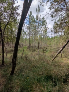 Terrain à vendre de 2 187,00 m² MEZERAY (72)