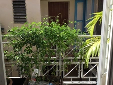 Maison de ville spacieuse au cœur de Basse-Terre – 315 000 €*