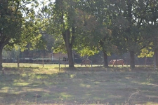 Maison de campagne sur 3ha constructibles (27)