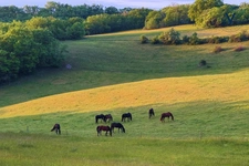 Exceptional property where horses are at the heart of everyday life, located near Tournon-d’Agenais (Lot-et-Garonne).