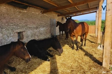 Exceptional property where horses are at the heart of everyday life, located near Tournon-d’Agenais (Lot-et-Garonne).