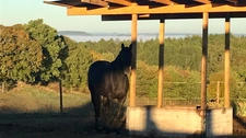 360° Panoramic view Estate – Exceptional Equestrian Property in Tournon d’Agenais (47)