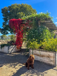 Exceptional property where horses are at the heart of everyday life, located near Tournon-d’Agenais (Lot-et-Garonne).