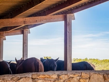 Exceptional property where horses are at the heart of everyday life, located near Tournon-d’Agenais (Lot-et-Garonne).