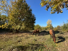 Propriété équestre de charme sur 5 hectares, offrant une spacieuse demeure familiale dans un cadre naturel préservé proche de MERLES (82)
