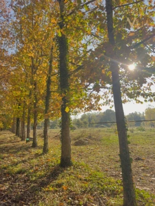 Propriété équestre de charme sur 5 hectares, offrant une spacieuse demeure familiale dans un cadre naturel préservé proche de MERLES (82)