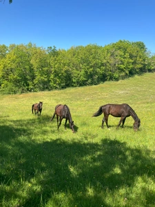 360° Panoramic view Estate – Exceptional Equestrian Property in Tournon d’Agenais (47)